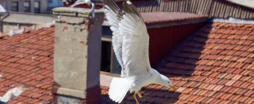 Residential Chimney Animal Removal Solution in Lansing, IL